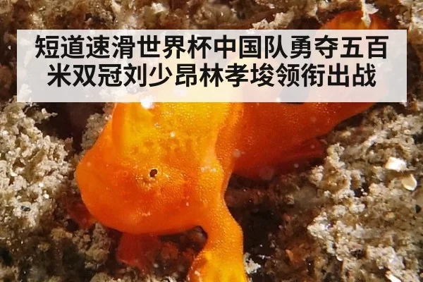 短道速滑世界杯中国队勇夺五百米双冠刘少昂林孝埈领衔出战